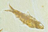 Three Fossil Fish (Knightia) - Green River Formation, Wyoming #122767-2